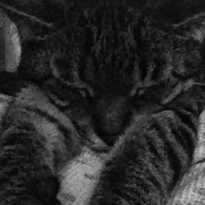 Meet your Posher, Cannon